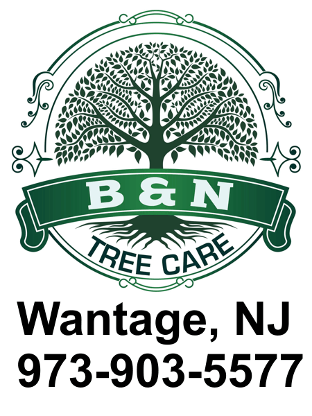 NJ Tree Service from B & N Tree Care Wantage NJ